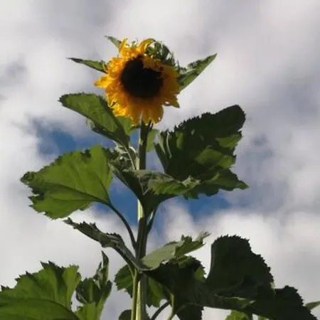 Viihtyisae Leposoppi Hyvaellae Sijainnilla Jaerven Laeheisyydessae * Nokia