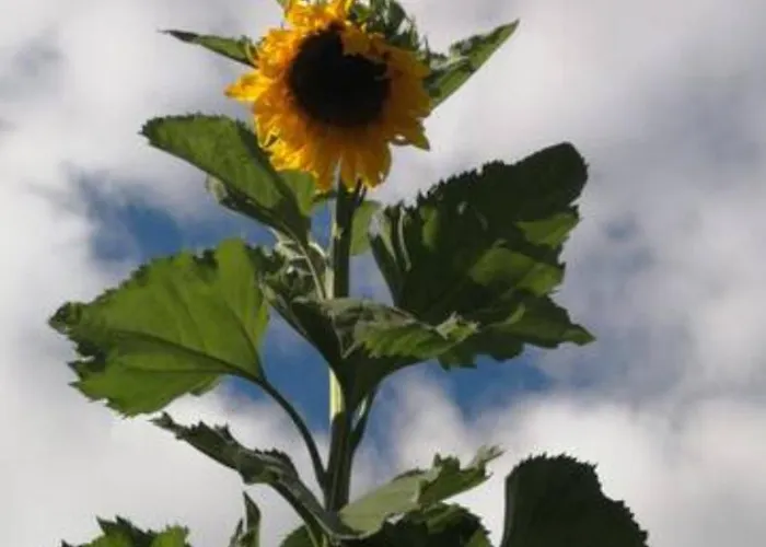 Viihtyisae Leposoppi Hyvaellae Sijainnilla Jaerven Laeheisyydessae * Nokia